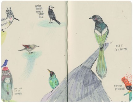 birds