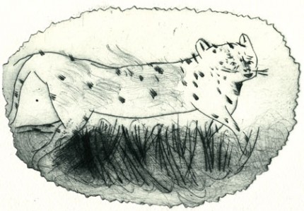 gatopardo
