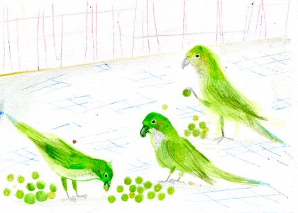 parrots