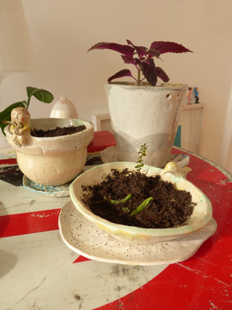 plantitastiestos